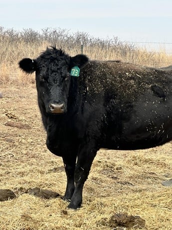 Black Angus Commercial Cows