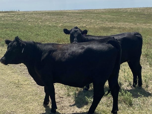 Purebred Black Angus - Bred Heifers