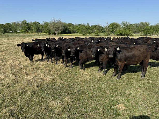 Purebred Angus Open Replacement Heifers - 49 Head