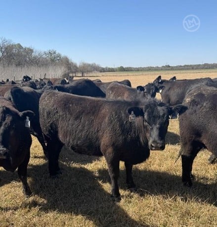 Purebred Angus Open Replacement Heifers - 49 Head