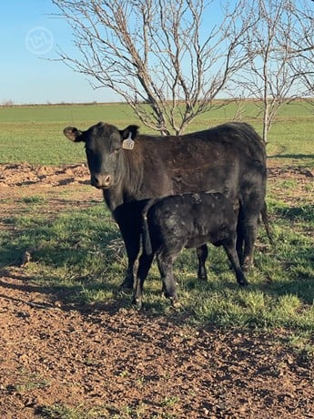Purebred Angus Cow Calf Pairs - 45 Head