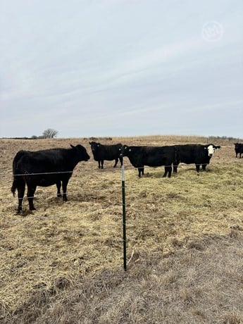 Black Angus Commercial Cows