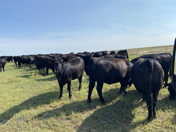 Purebred Black Angus - Bred Heifers