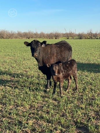 Purebred Angus Cow Calf Pairs - 45 Head