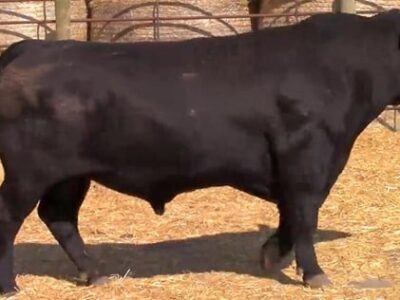 Purebred Black Angus Bulls - 50 head