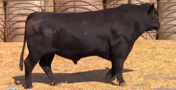 Purebred Black Angus Bulls - 50 head