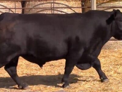 Full Blood Black Angus Bulls - 30 head