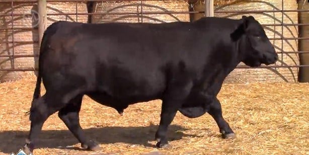 Full Blood Black Angus Bulls - 30 head
