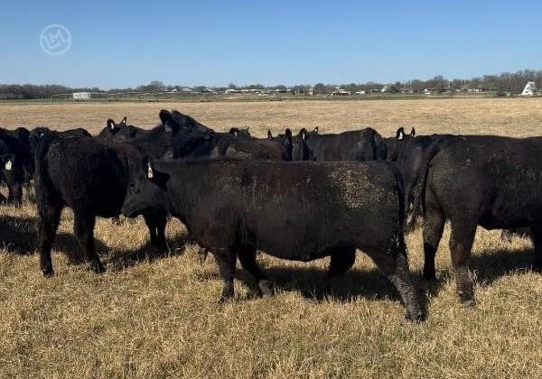 Purebred Angus Open Replacement Heifers - 49 Head