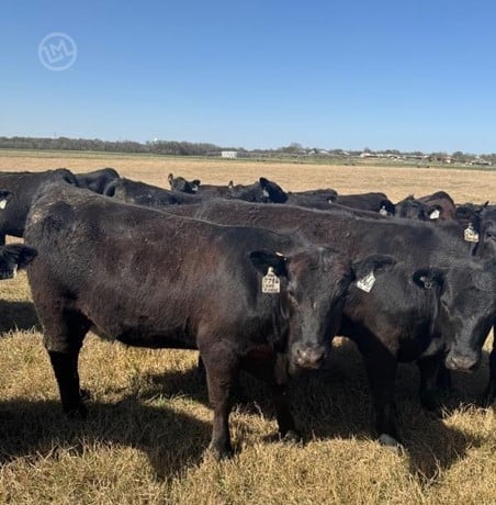 Purebred Angus Open Replacement Heifers - 49 Head