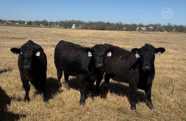 Purebred Angus Open Replacement Heifers - 49 Head