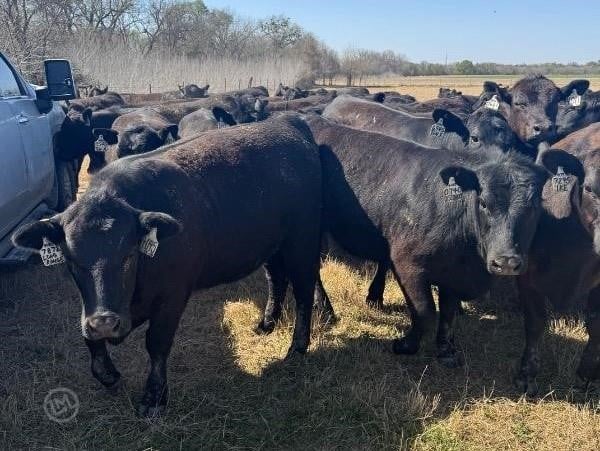 Purebred Angus Open Replacement Heifers - 49 Head