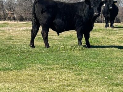 Registered Black Angus Bulls - 2 head