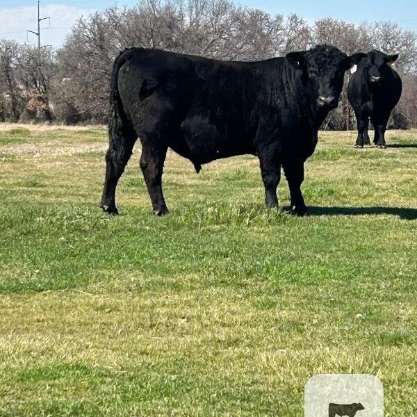 Registered Black Angus Bulls - 2 head