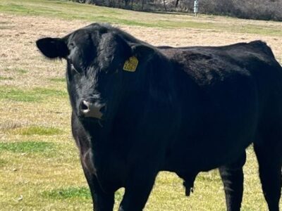 Registered Black Angus Bulls - 2 head