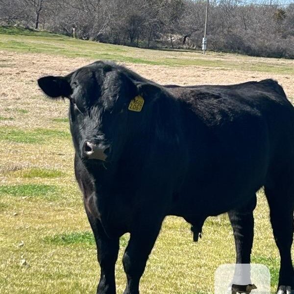 Registered Black Angus Bulls - 2 head