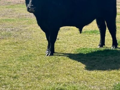Registered Black Angus Bulls - 2 head