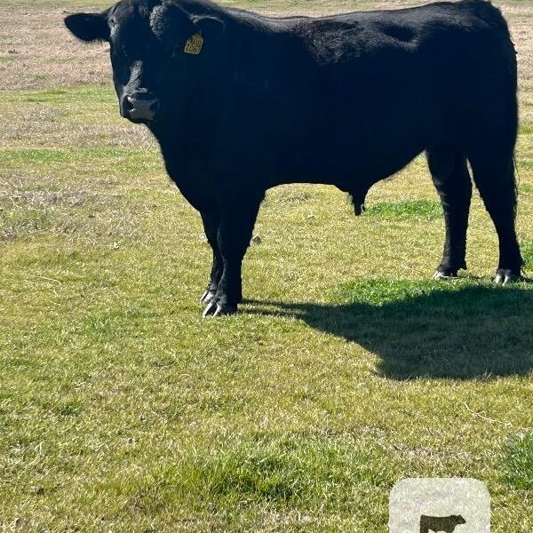 Registered Black Angus Bulls - 2 head