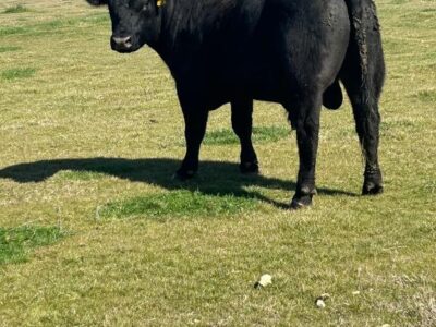 Registered Black Angus Bulls - 2 head