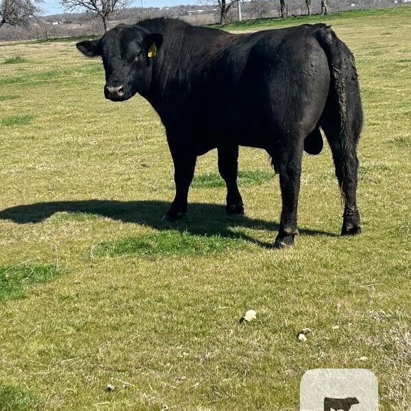 Registered Black Angus Bulls - 2 head