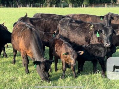 Angus Cow - Calf Pairs - 20 head