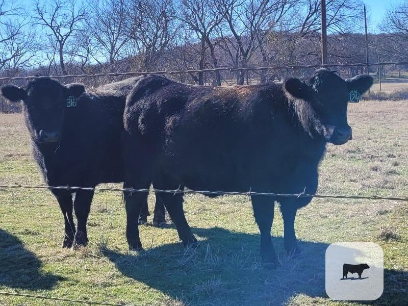 Angus Registered Bred Heifers - 5 head