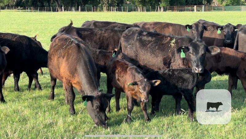 Angus Cow - Calf Pairs - 20 head