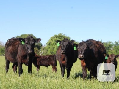 Black Angus Calf/Cow Pairs - 17 head
