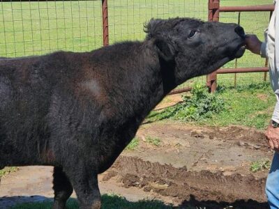 Registered Black Angus Bull