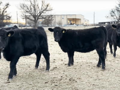 Registered Black Angus Bred Registered Heifers - 8 head