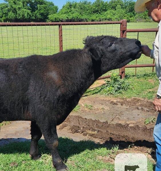 Registered Black Angus Bull