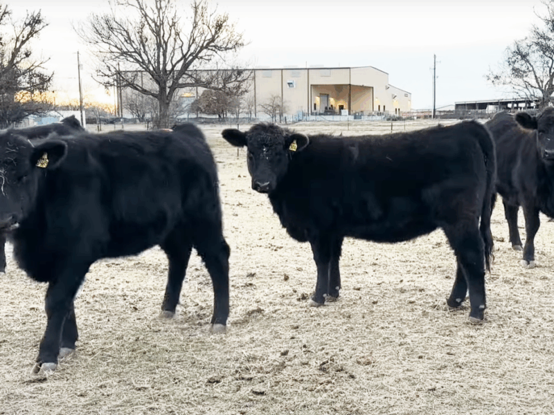 Registered Black Angus Bred Registered Heifers - 8 head