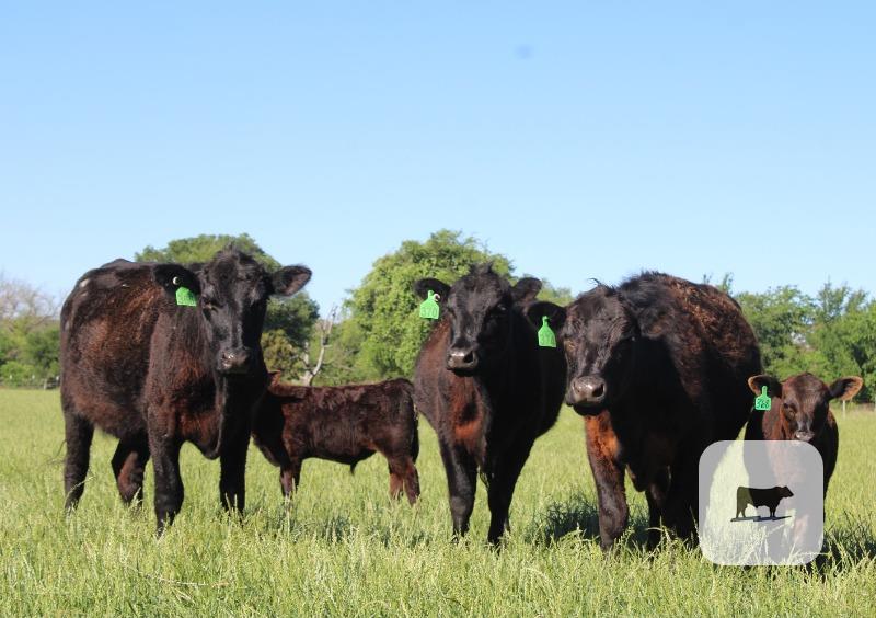 Black Angus Calf/Cow Pairs - 17 head