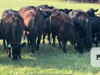 Angus Cow - Calf Pairs - 20 head