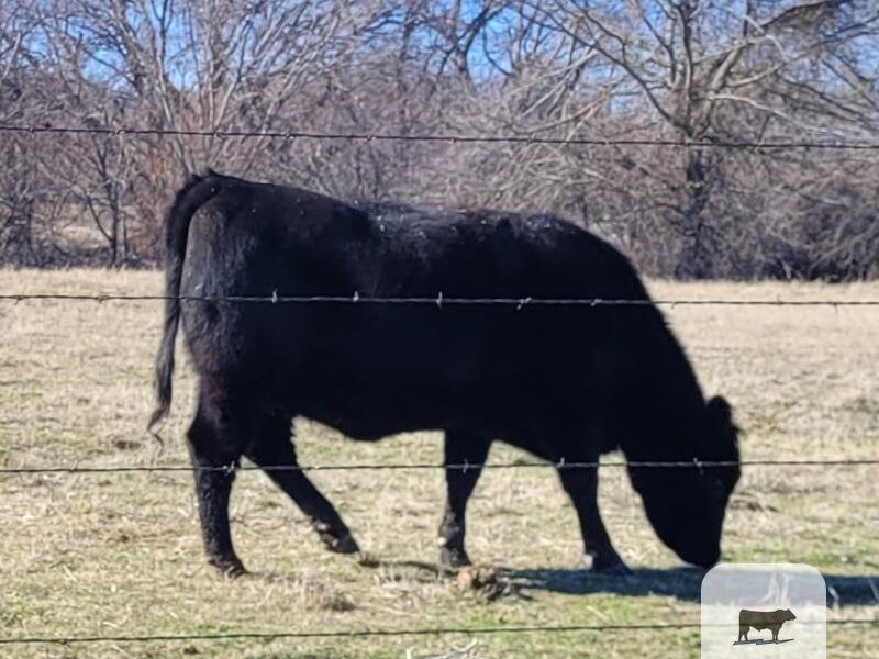 Angus Registered Bred Heifers - 5 head