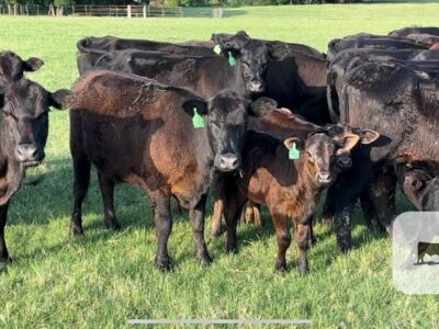 Angus Cow - Calf Pairs - 20 head