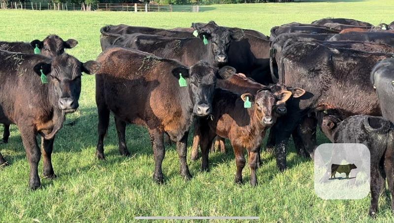 Angus Cow - Calf Pairs - 20 head