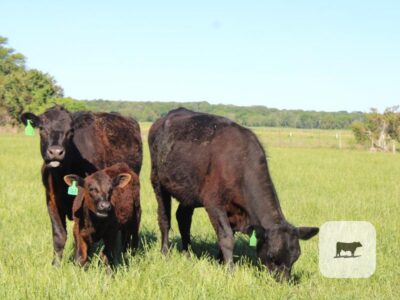 Black Angus Calf/Cow Pairs - 17 head