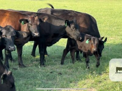 Angus Cow - Calf Pairs - 20 head
