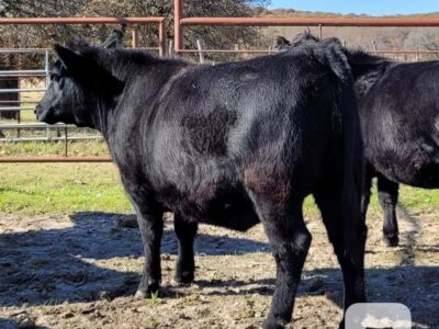 Angus Registered Bred Heifers - 5 head