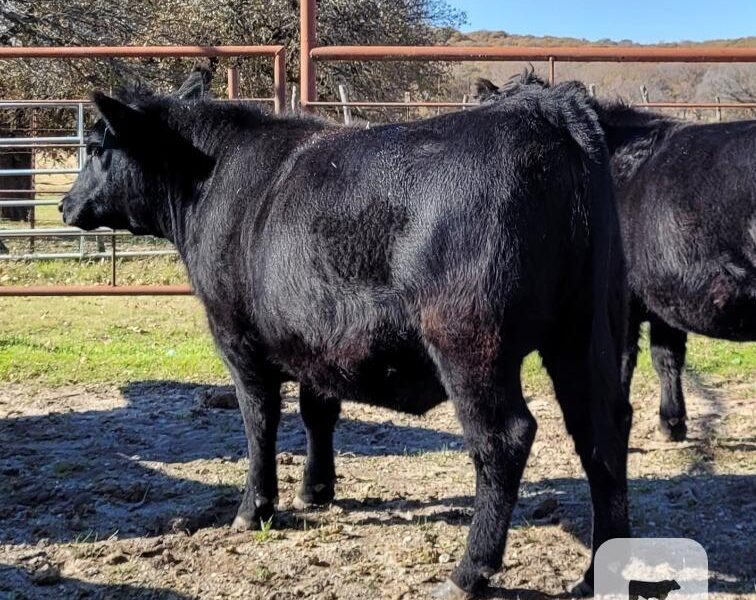 Angus Registered Bred Heifers - 5 head