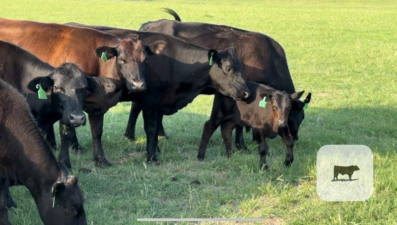 Angus Cow - Calf Pairs - 20 head