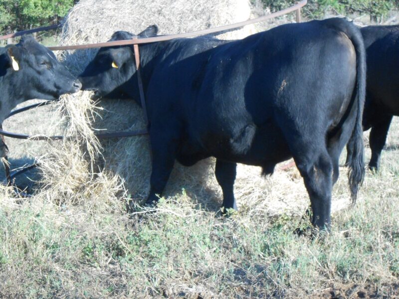 Registered Angus Bulls - 6 head
