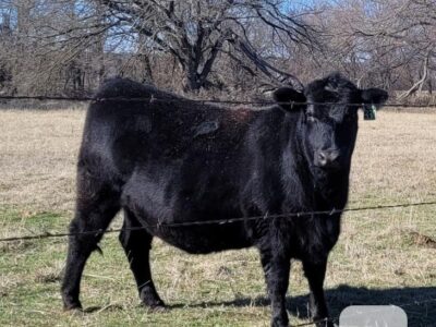 Angus Registered Bred Heifers - 5 head