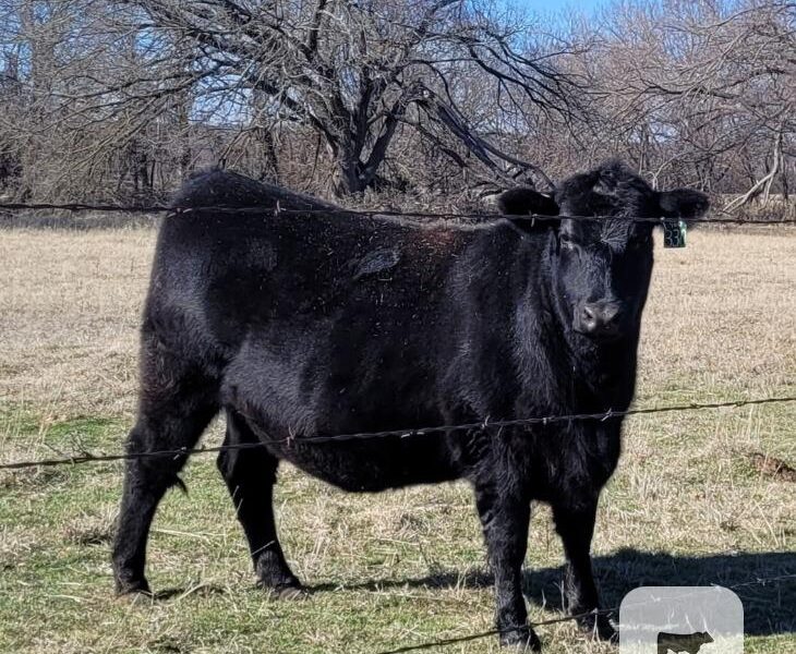 Angus Registered Bred Heifers - 5 head