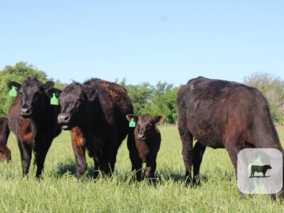 Black Angus Calf/Cow Pairs - 17 head