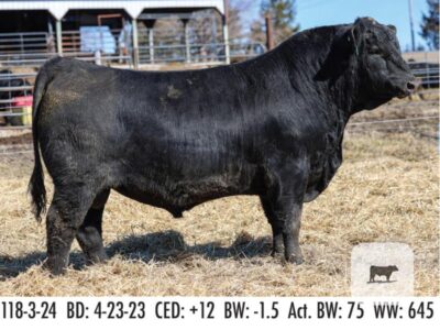 Registered Angus Bulls - 14 head