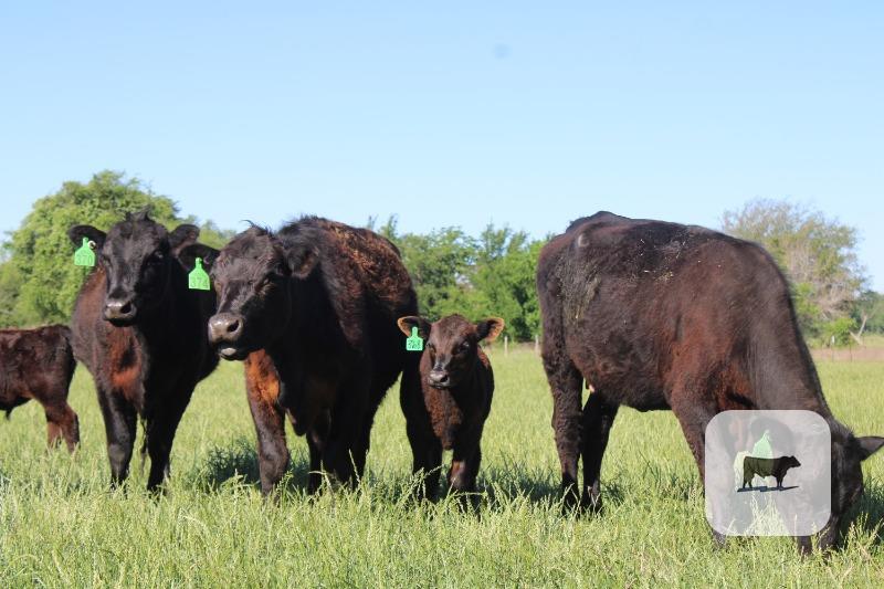 Black Angus Calf/Cow Pairs - 17 head