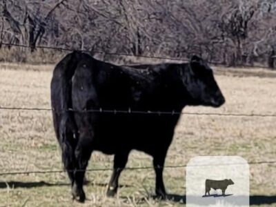 Angus Registered Bred Heifers - 5 head