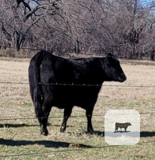 Angus Registered Bred Heifers - 5 head